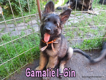 Gamaliël-Gin